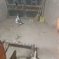 یک جفت غاز|حیوانات مزرعه|تاکستان, |دیوار