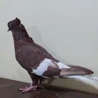 ماده سرخ دمسفید کبوتر|پرنده|اهواز, علی آباد|دیوار