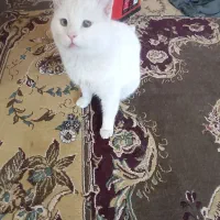 گربه گم شده|حیوانات|شیراز, کرونی(خاتونک)|دیوار