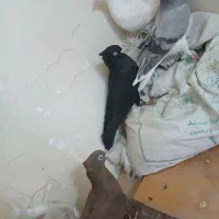 تعدادی کبوتر