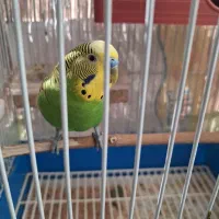 یک جفت مرغ عشق|پرنده|تهران, گلستان (شهرک راه آهن)|دیوار