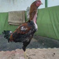 لاری|حیوانات مزرعه|کرج, آتشگاه|دیوار