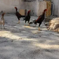 مرغ و خروس لاری|حیوانات مزرعه|ماهدشت, |دیوار