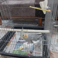 عروس هلندی|پرنده|تهران, والفجر (افسریه)|دیوار