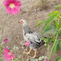 خروس طبیعی