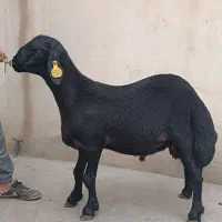 بره قوچ قره قزل هترو ،بره ماده هترو ،میش همو افشار