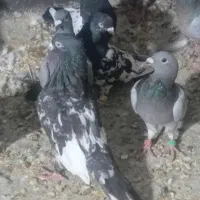 حدود بیست عدد کبوتر رنگی مهر بدون عیب|پرنده|شیراز, بازار|دیوار