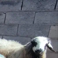 گوسفند|حیوانات|ارسنجان, |دیوار