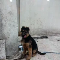 توله ۴ ماهه ژرمن اصیل(ماده)