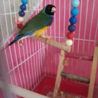 فنچ گلدین نر