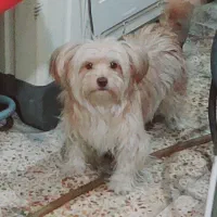 سگ پشمالو شیتزو