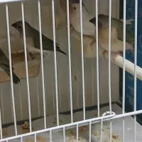 فنچ گلدین و کرواتی