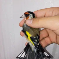 سهره نر عطیقه چونه سفید لوپ دودی|پرنده|تهران, مسعودیه|دیوار