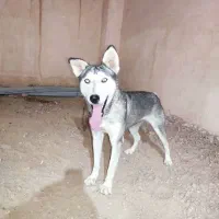 هاسکی باهوش نگهبانی|سگ|مراغه, |دیوار