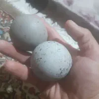 سنگ دو عدد|بدلیجات|رباطکریم, الارد|دیوار
