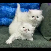 گربه های نمکی