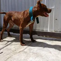 پیتبول نر 3 ساله