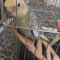 یه جفت عروس هلندی|پرنده|ری, شهرری|دیوار