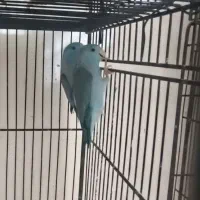 طوطی پروتلت و فنچ نرگسی شکلاتی و سیلور و ابلغ|پرنده|قوچان, |دیوار