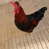 فروش یک خروس