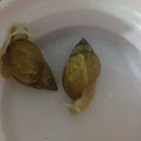 حلزون