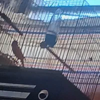 قناری نر شلاقی .