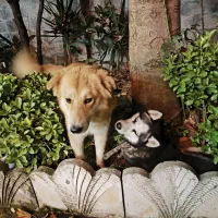 سگ گلدن نر و هاسکی ماده|سگ|ماسال, |دیوار