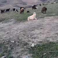 تکه اصیل|حیوانات مزرعه|کلاله, |دیوار