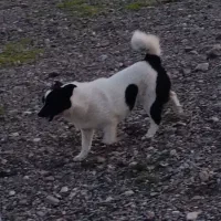 سگ پاکوتاه روباهی