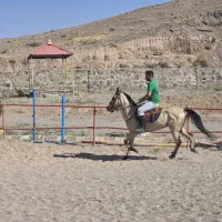 اسب نریون اصل ترکمن|اسب و تجهیزات اسبسواری|میانه, |دیوار