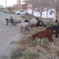 گوسفند رومانوف|حیوانات مزرعه|رضویه, |دیوار