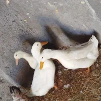اردک