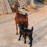 بز صلاله اصل|حیوانات مزرعه|بندرعباس, |دیوار