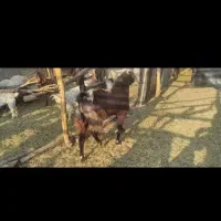 نری بخته|حیوانات مزرعه|رفسنجان, |دیوار