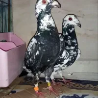 چیل سیاه نروماده