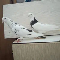 کبوترای جفت پرشی تیر ماهی حلقه دار