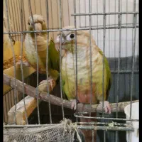 طوطی گرینچیک