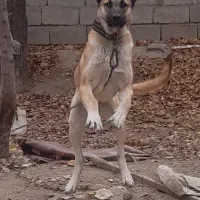 سگ سراب اصیل