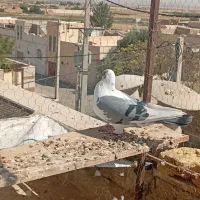 پنچ عدد کبوتر  گرفتنی قیمت پاین|پرنده|سمنان, |دیوار