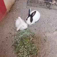 فروش سه عدد خرگوش و یک عدد اردک
