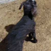 دو عدد گوسفند عالی و درشت|حیوانات مزرعه|خان ببین, |دیوار