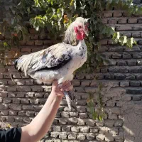 خروس|حیوانات مزرعه|بسطام, |دیوار