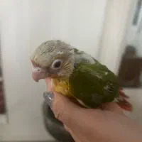 جوجه گرینچیک نر|پرنده|تهران, سعادت‌آباد|دیوار