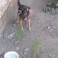سگ پاکوتاه ماده