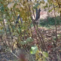 انواع نهال آلو و نیلک|گل و گیاه طبیعی|زبرخان, |دیوار