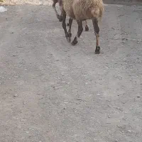 گوسفند بره