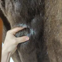 پالتو پوست چیلچیلا اصل|لباس|کرج, انبار مپنا|دیوار