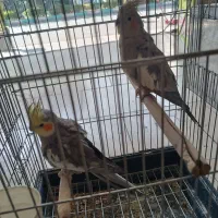 عروس هلندی دستی و مولد