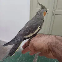 جوجه عروس هلندی