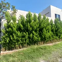 فروش یکجا درخت ۳متری لافسون